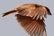 Spinifexbird (Eremiornis carteri)